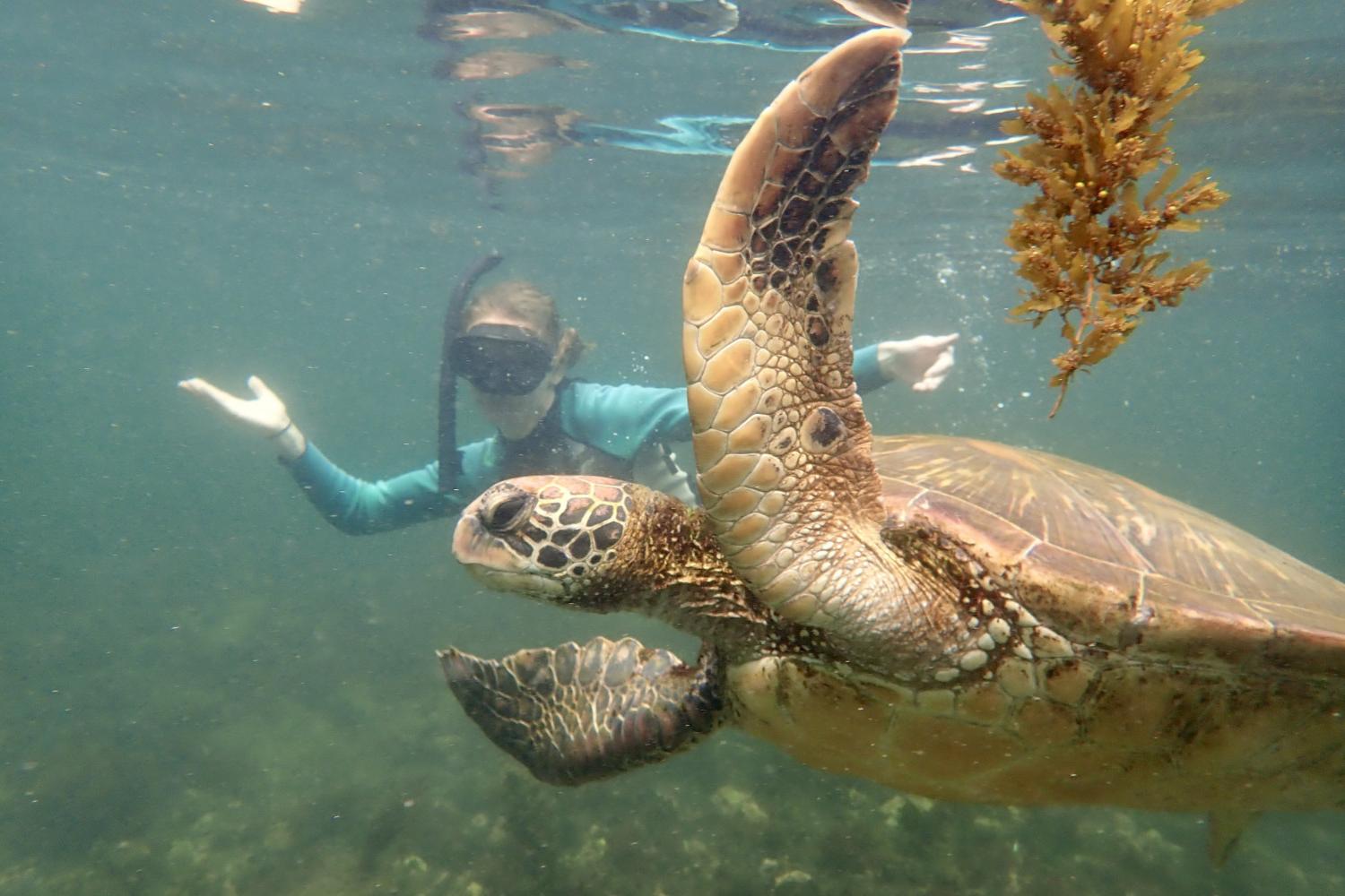 一名<a href='http://mjgi.ngskmc-eis.net'>bv伟德ios下载</a>学生在Galápagos群岛游学途中与一只巨龟游泳.